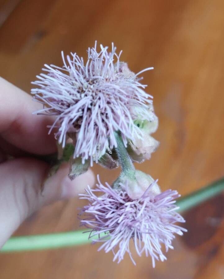 Campuloclinium macrocephalum 5