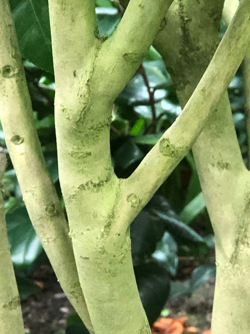 Camelia oleifera 25