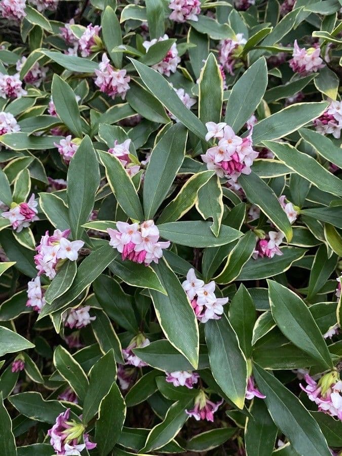 Daphne odora 14