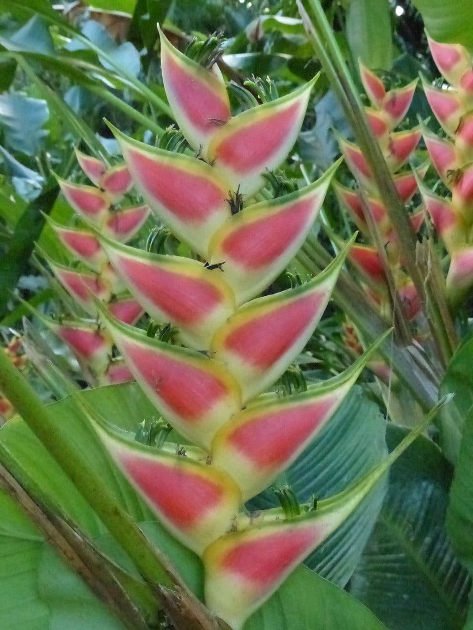 Geldblume 23