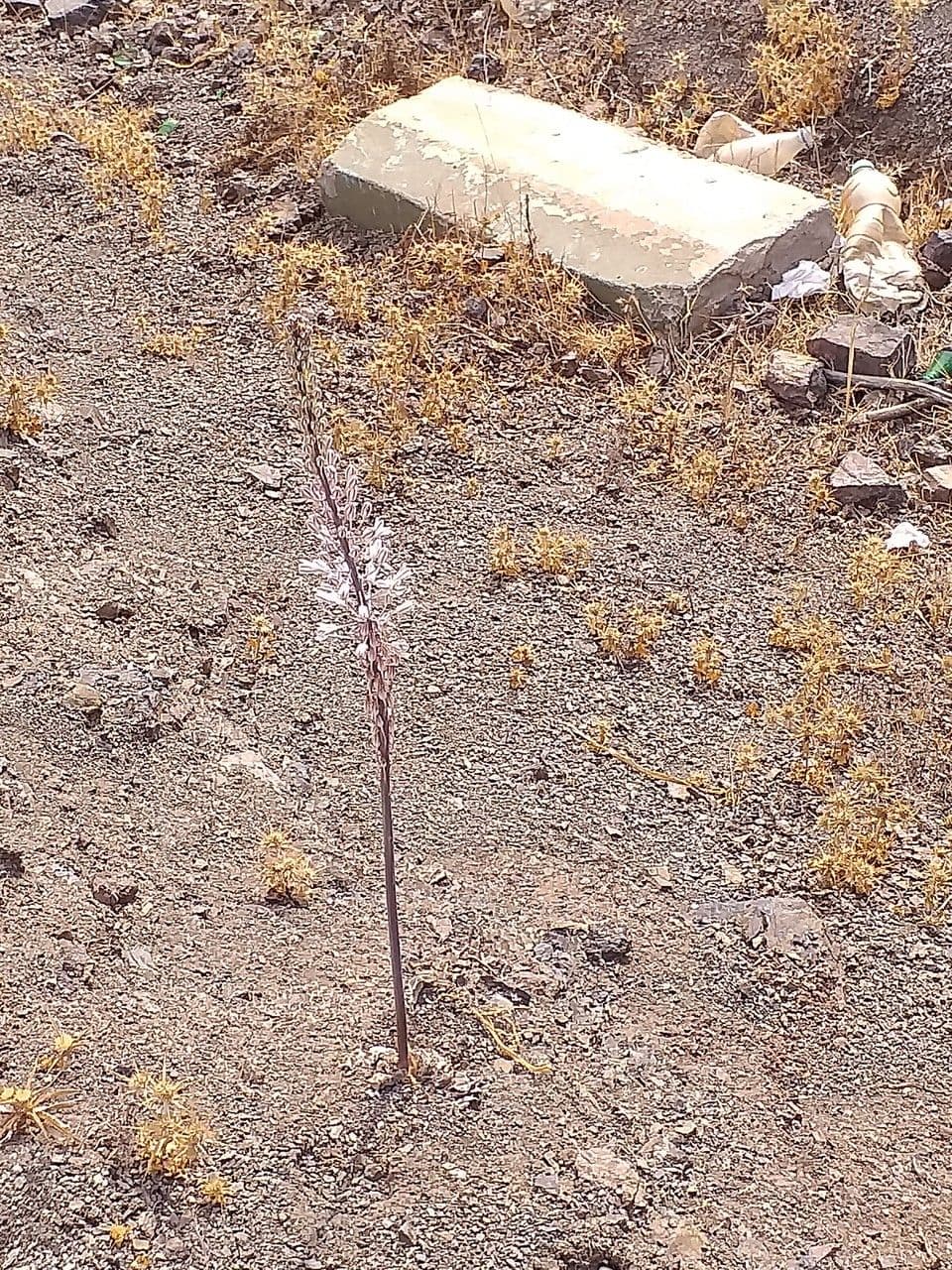 Scilla marittima 11