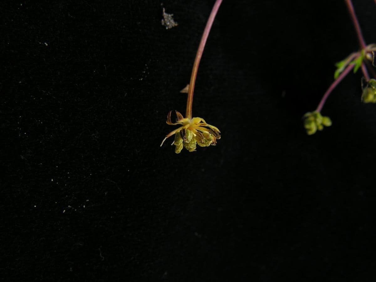 Physospermopsis 3