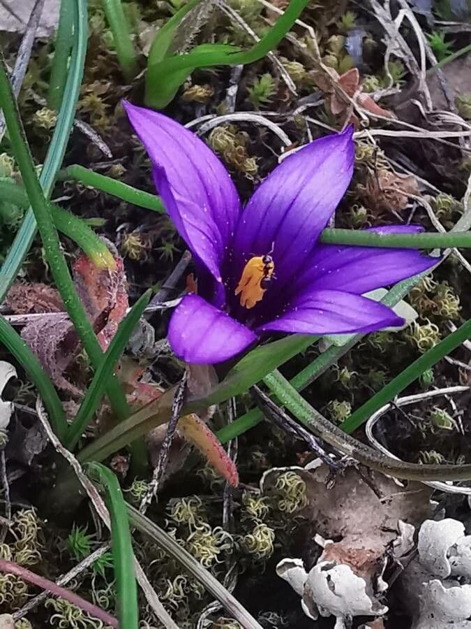 Romulea 2