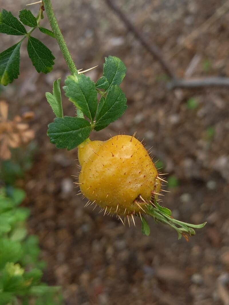 Rosa del deserto 2