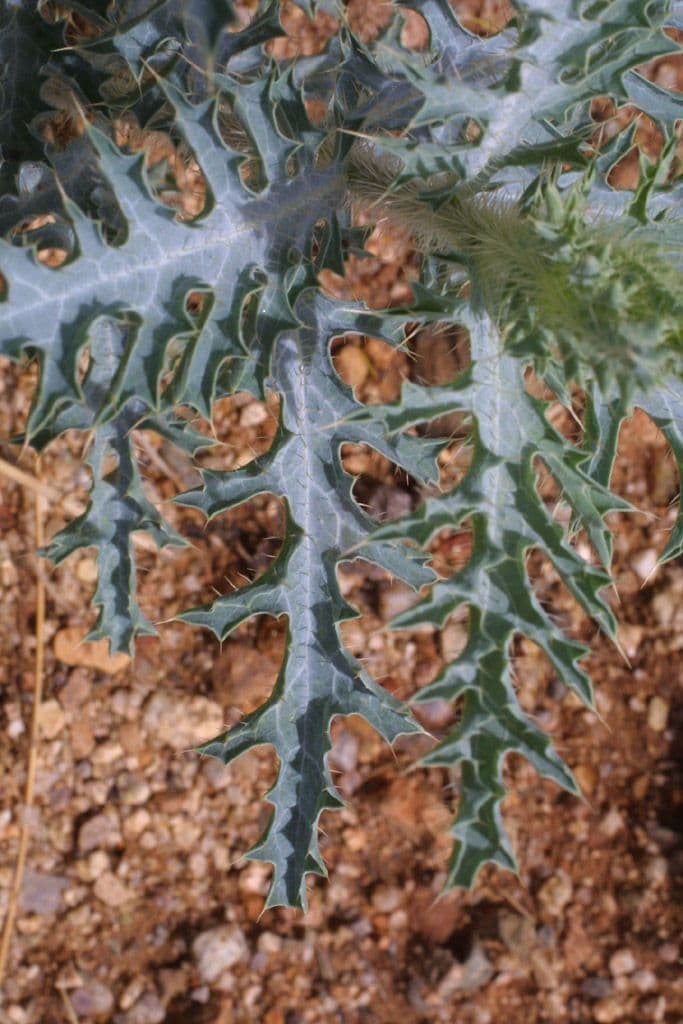 Stacheldistel 14