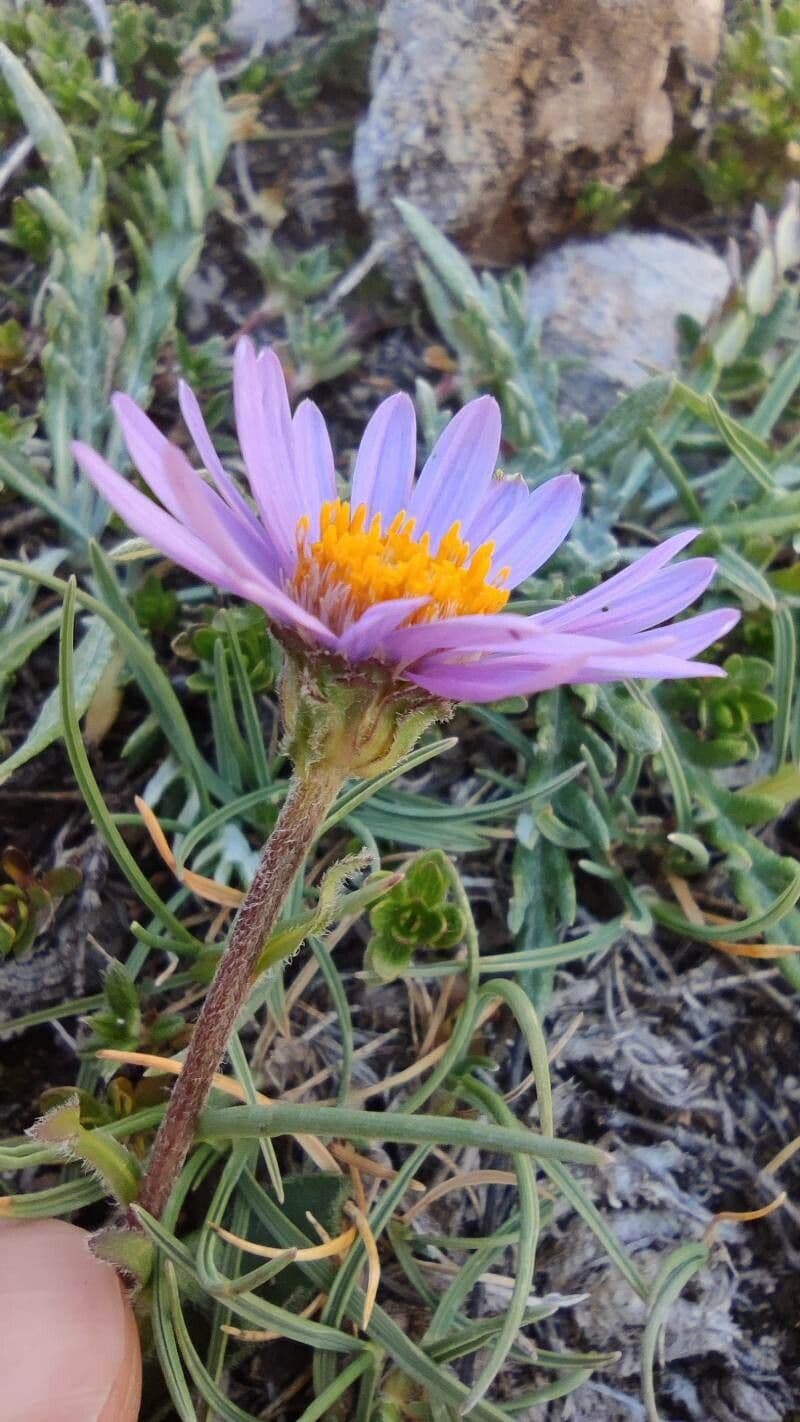 Oreostemma 4