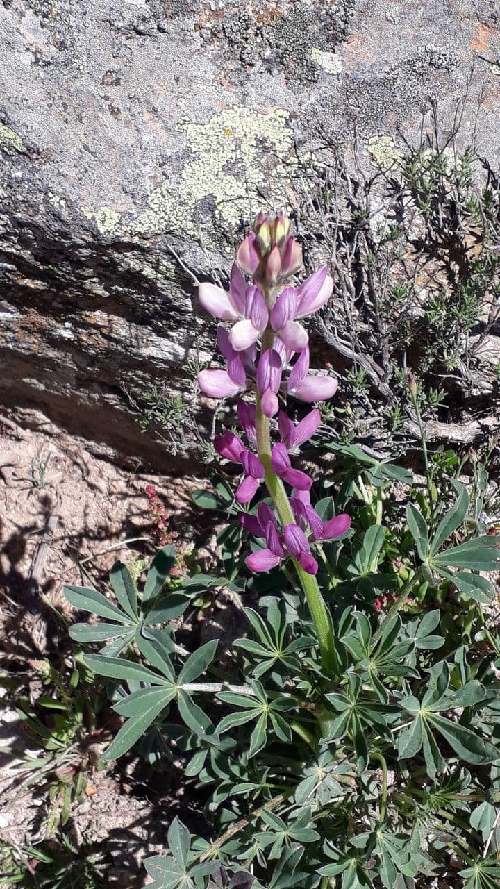 Spanische Lupine 8