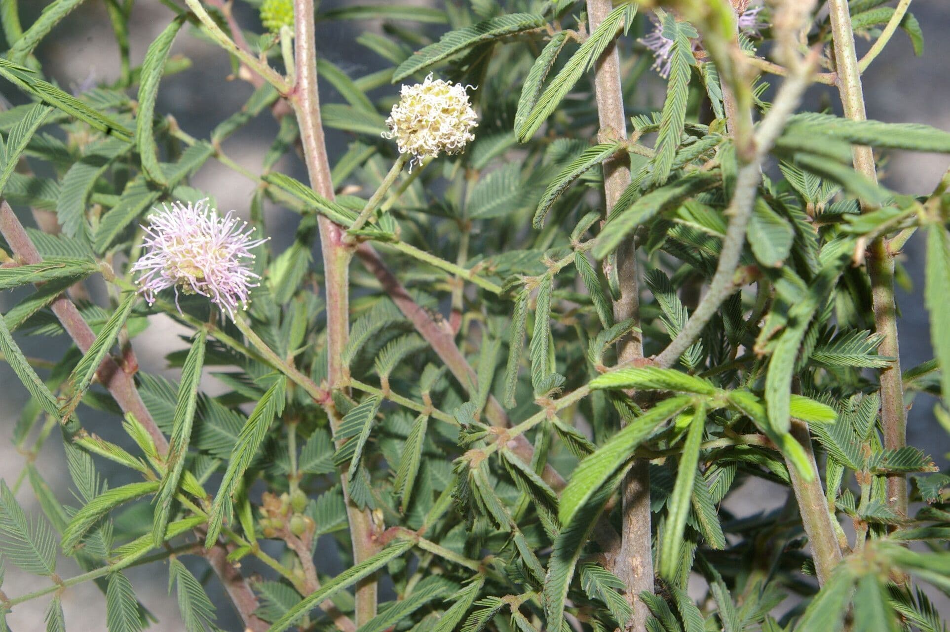Mimosa