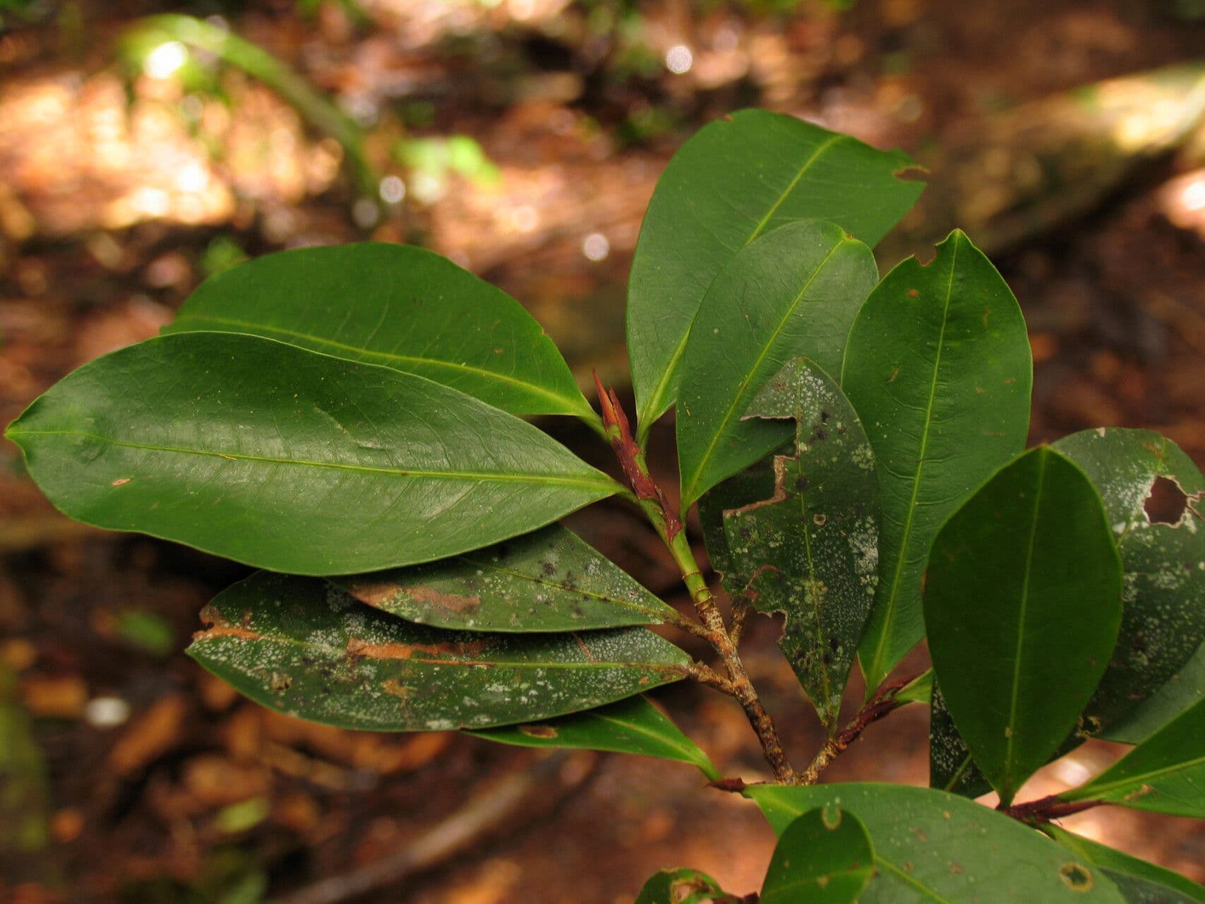 Erythroxylum 2