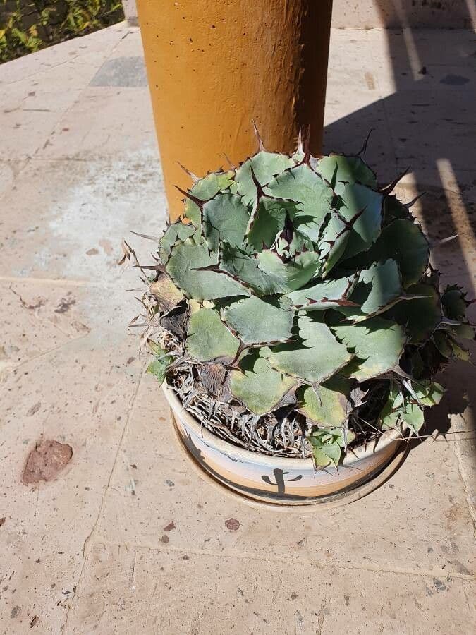 Agave 9