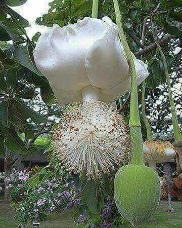 Baobab 8