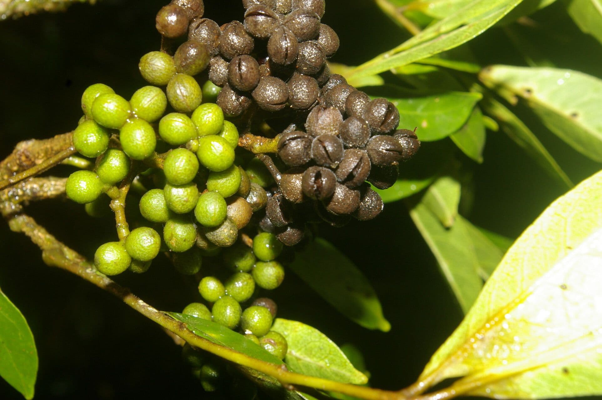 Zanthoxylum