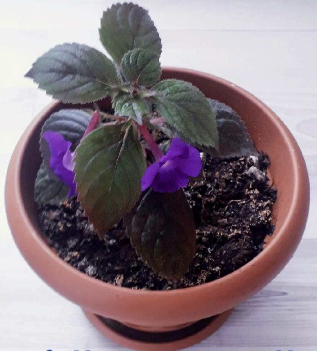 Schöne Achimenes 10