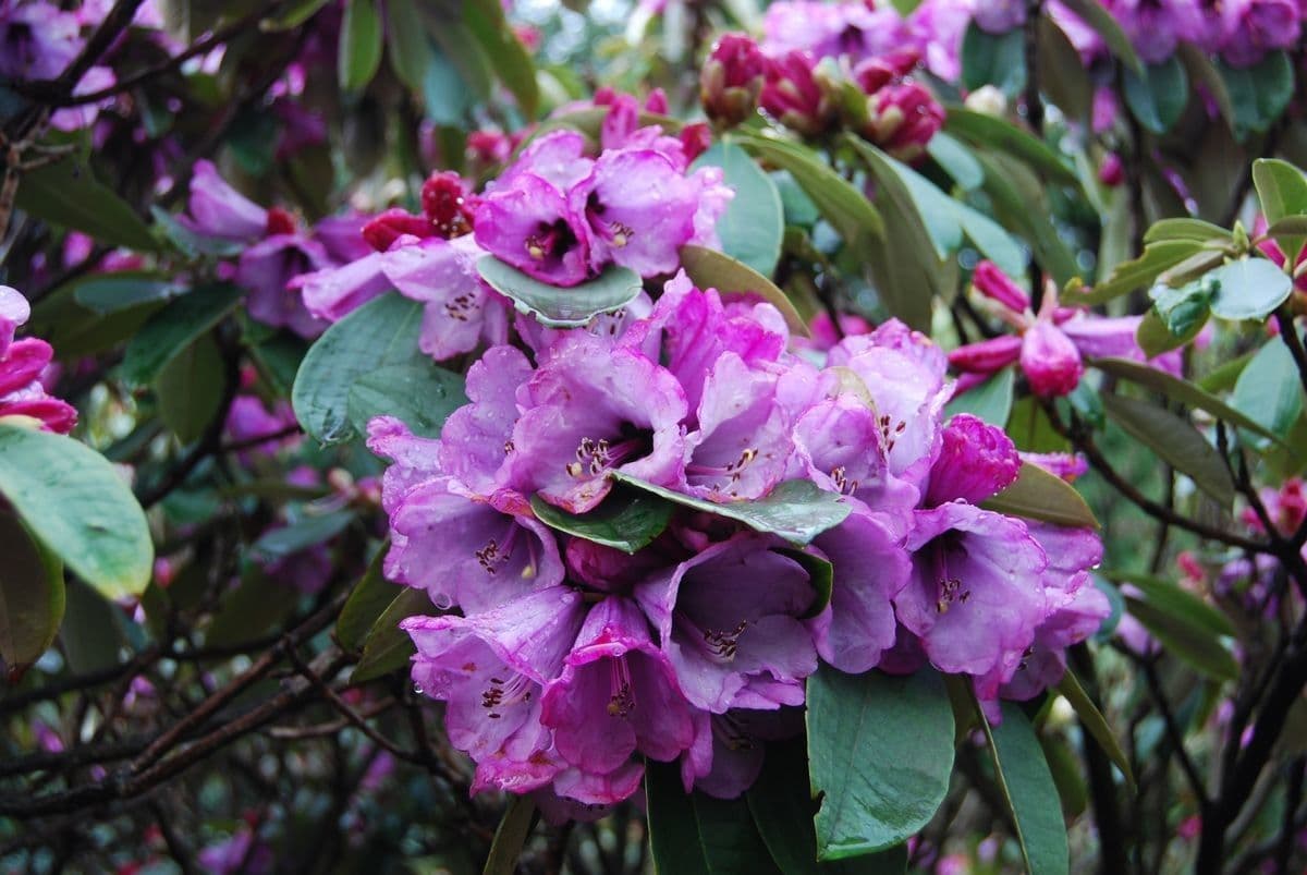 Rododendro 5