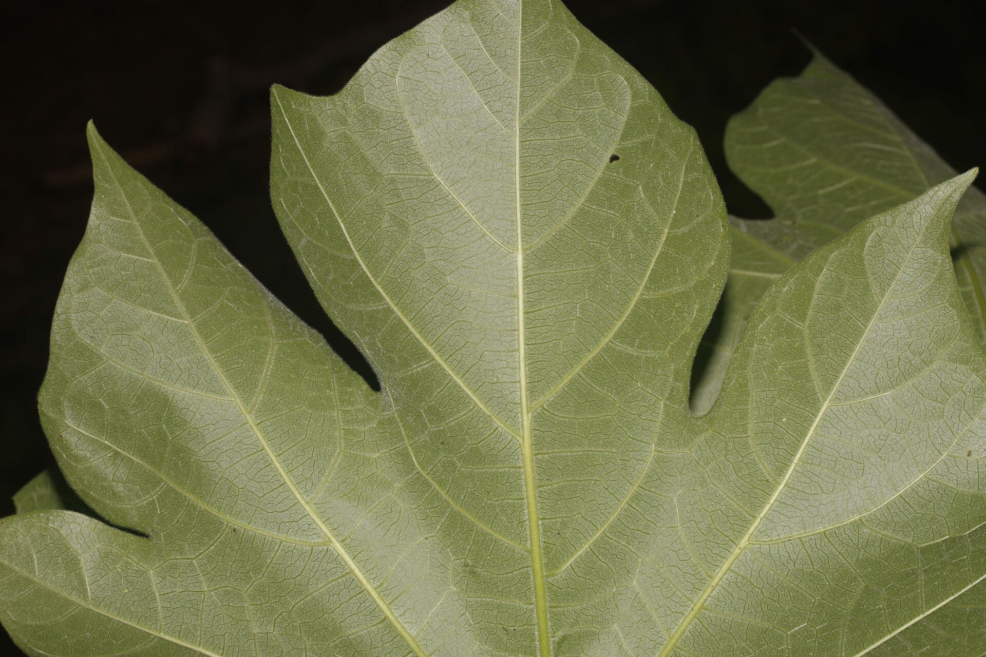Gyrocarpus 6
