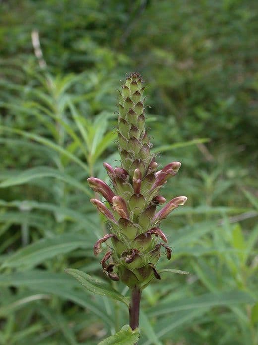 Pedicularis bracteosa 3