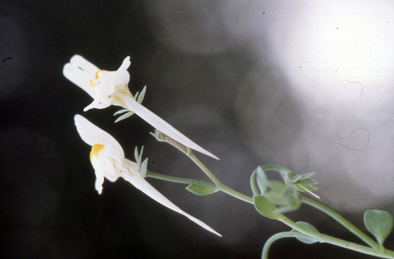 Linaria reflexa 4