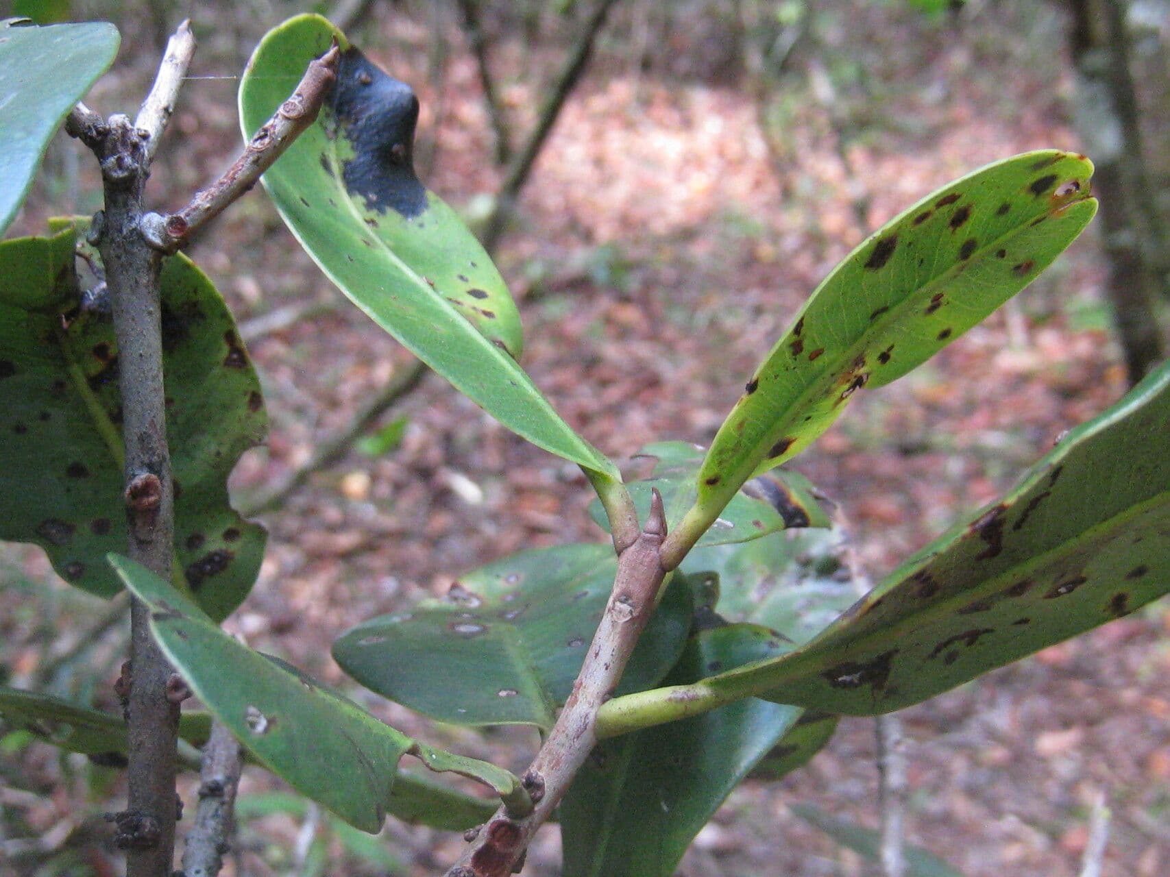 Pradosia schomburgkiana 5