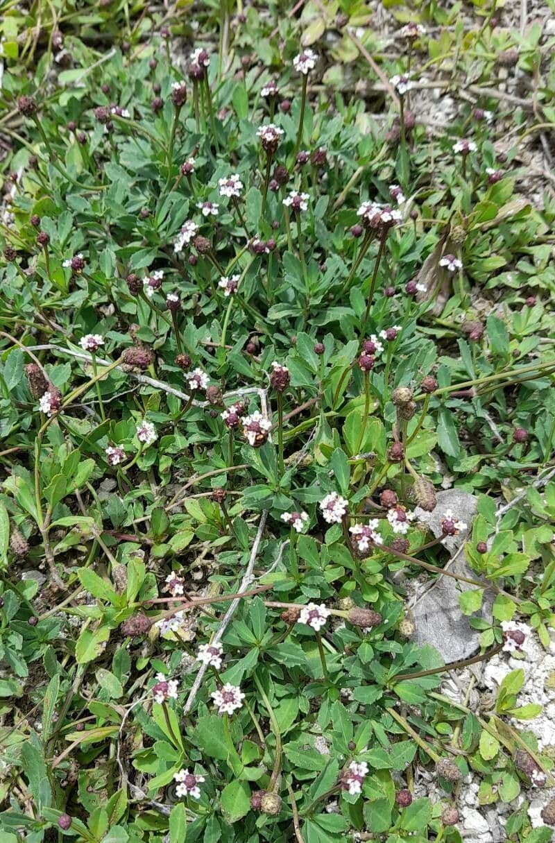 Fila nodiflora 12