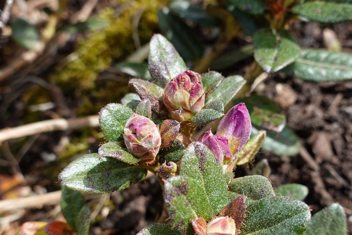 Rododendro del Salween 22