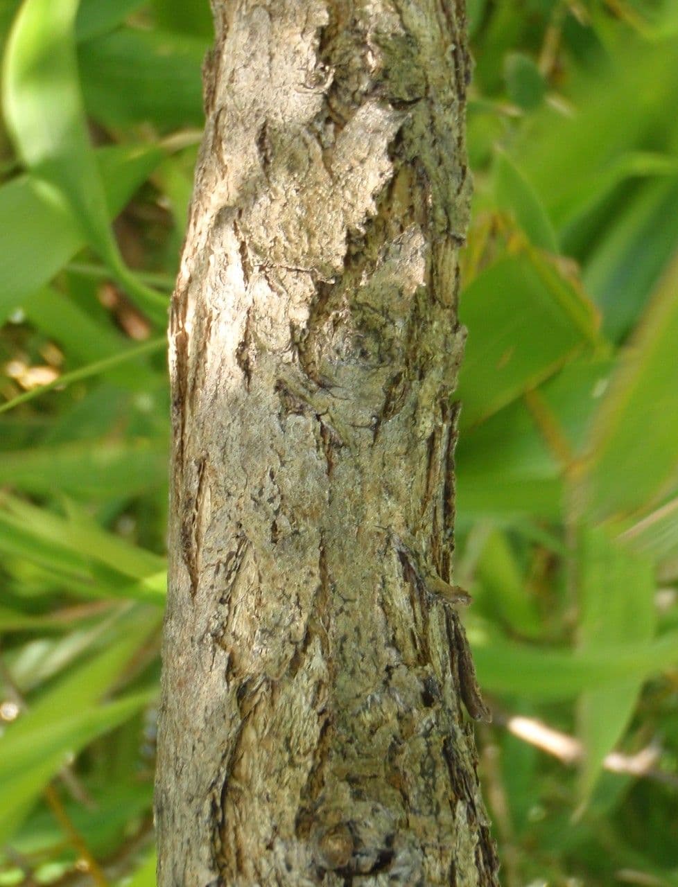 Anagyris fetida 23