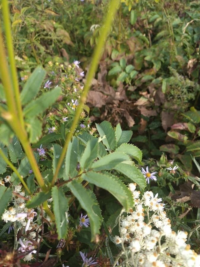 Sanguisorba canadese 16
