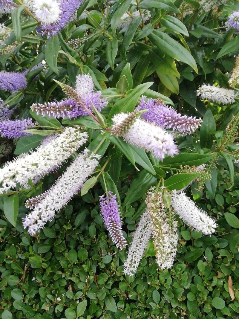 Veronicastrum 3