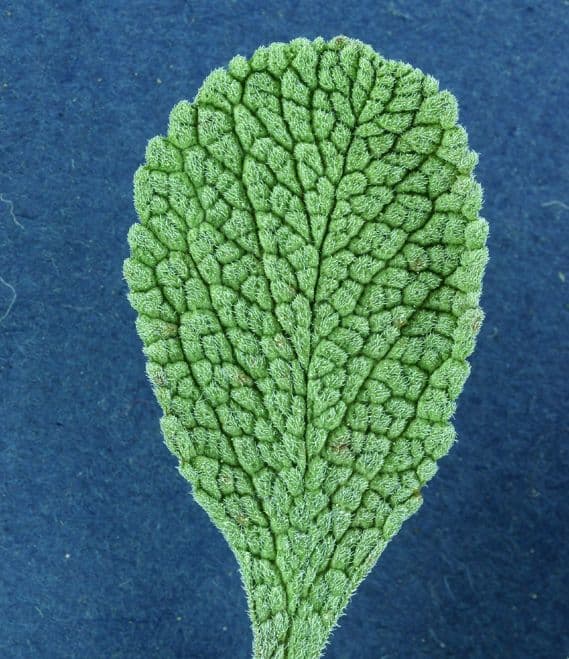 Salvia sonomensis 13