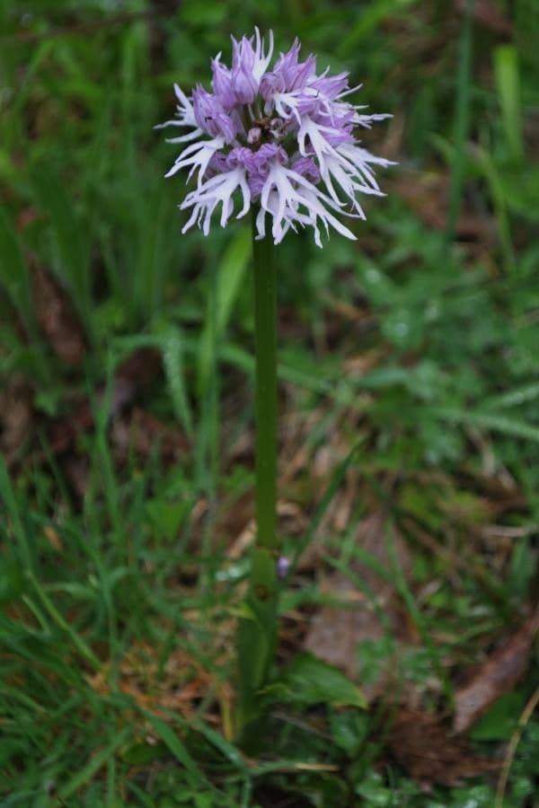 Orchide Uomo Nudo 9