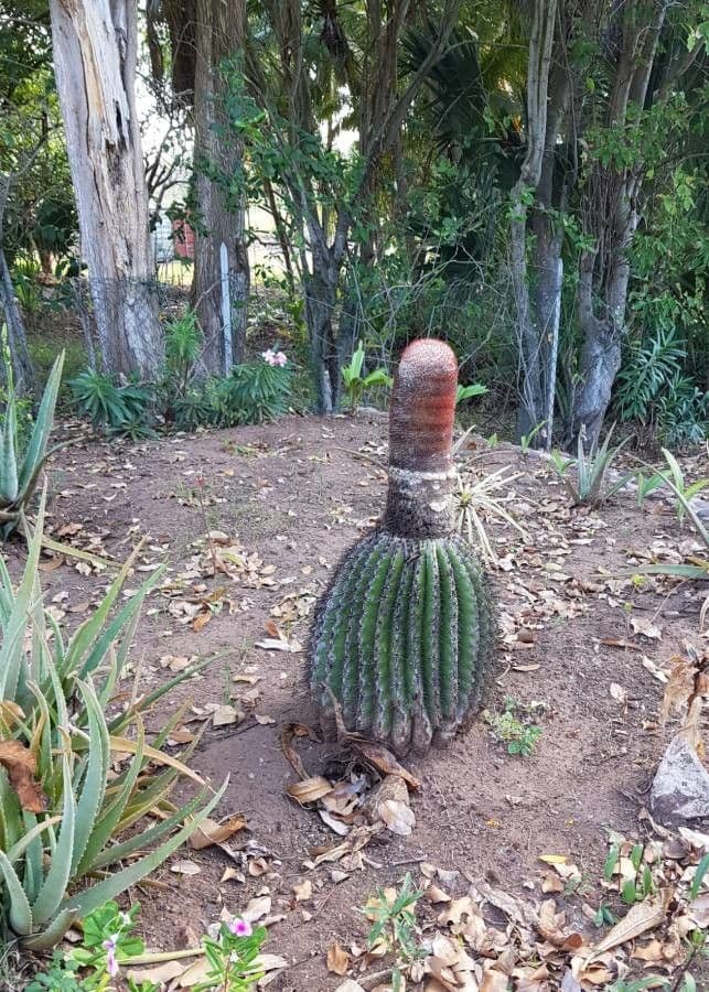 Melocactus 15