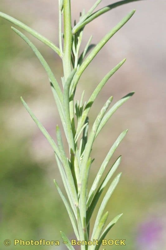 Linaria 15