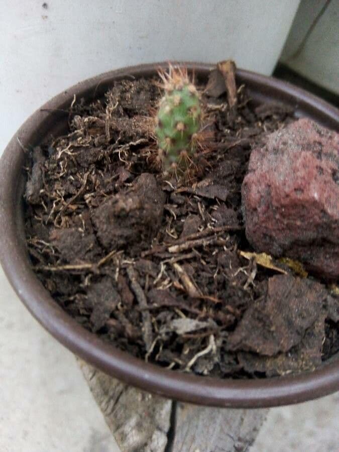 Nopal 18