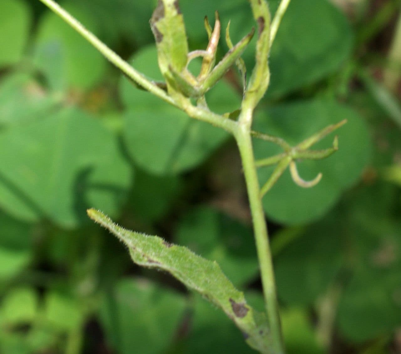 Rhagadiolus 20