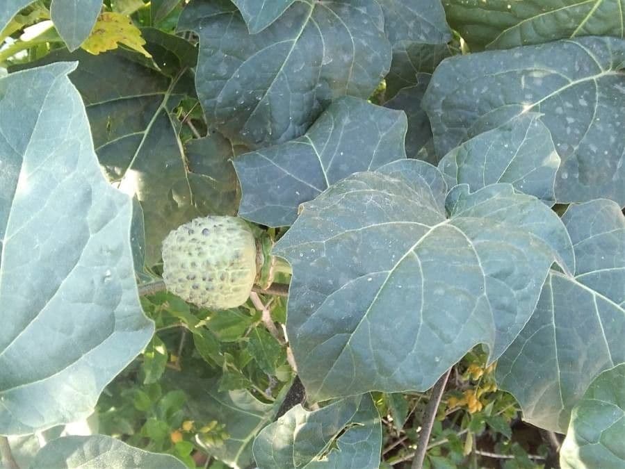 Datura metel 4