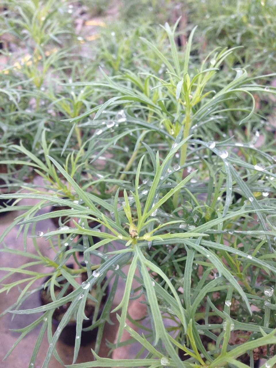 Argyranthemum 11