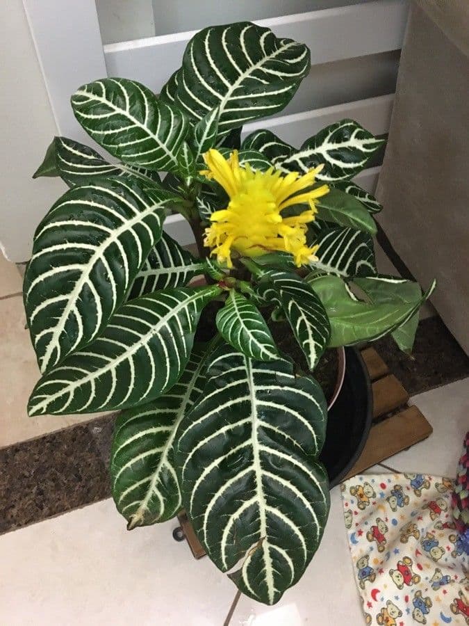 Aphelandra 3
