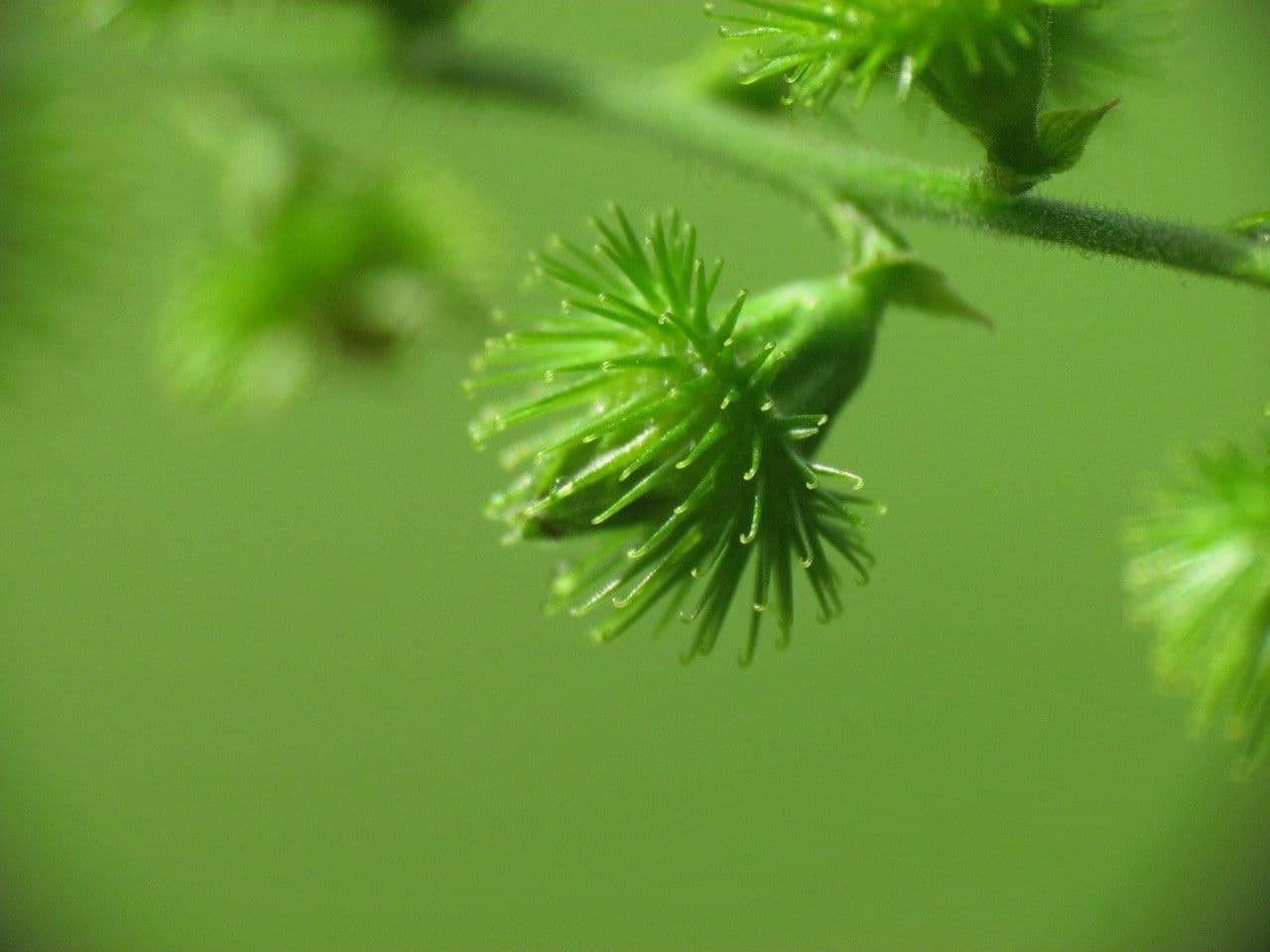 Streifiger Odermennig 5