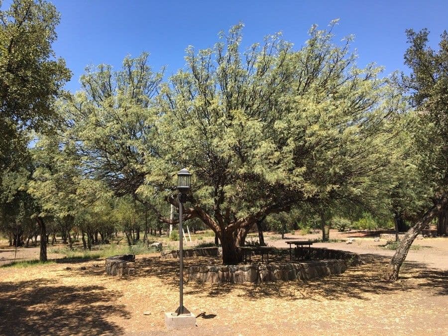 Prosopis 13