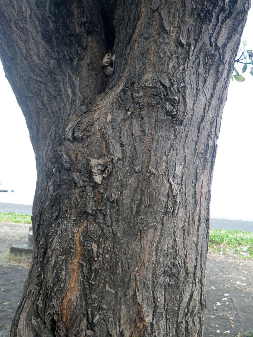 Tabebuia bledá 21