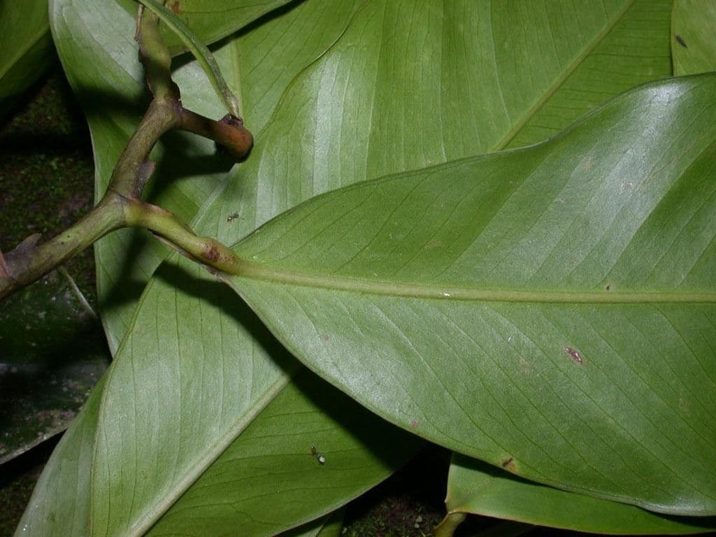 Heteropsis 6