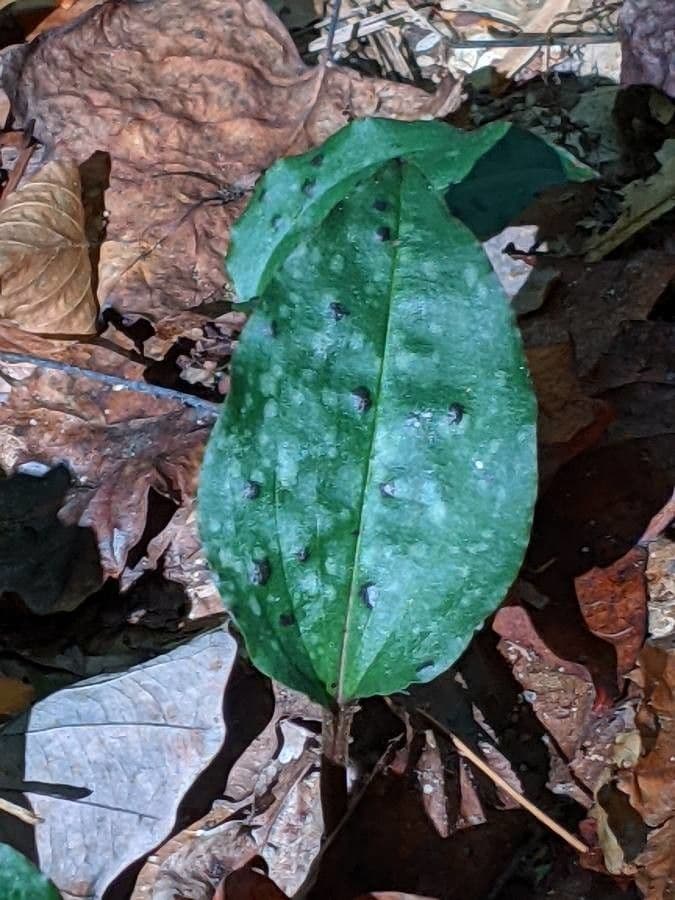 Tipularia discolor 14