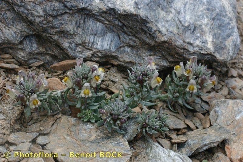 Linaria glaciale 9