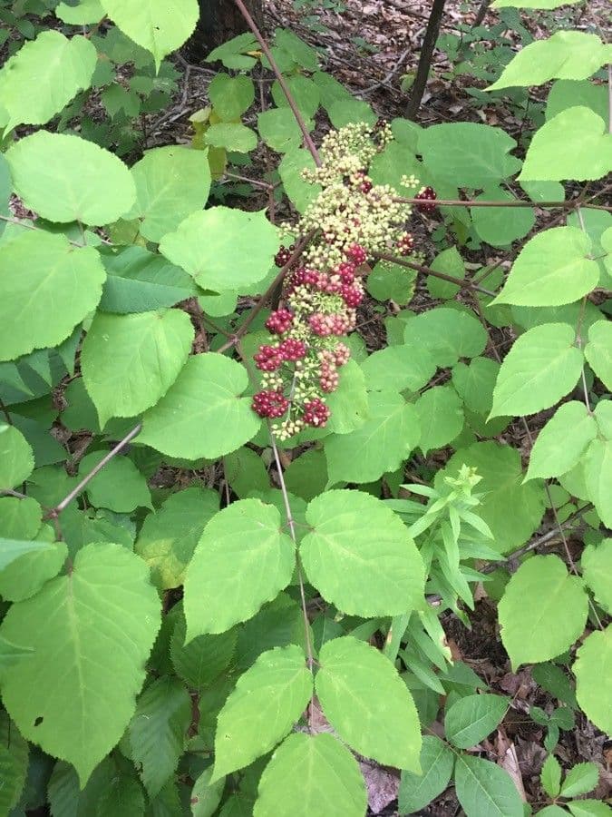 Araria racemosa 10