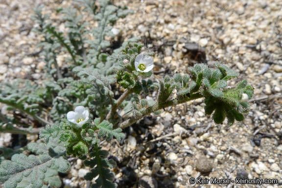 Phacelia affinis 5