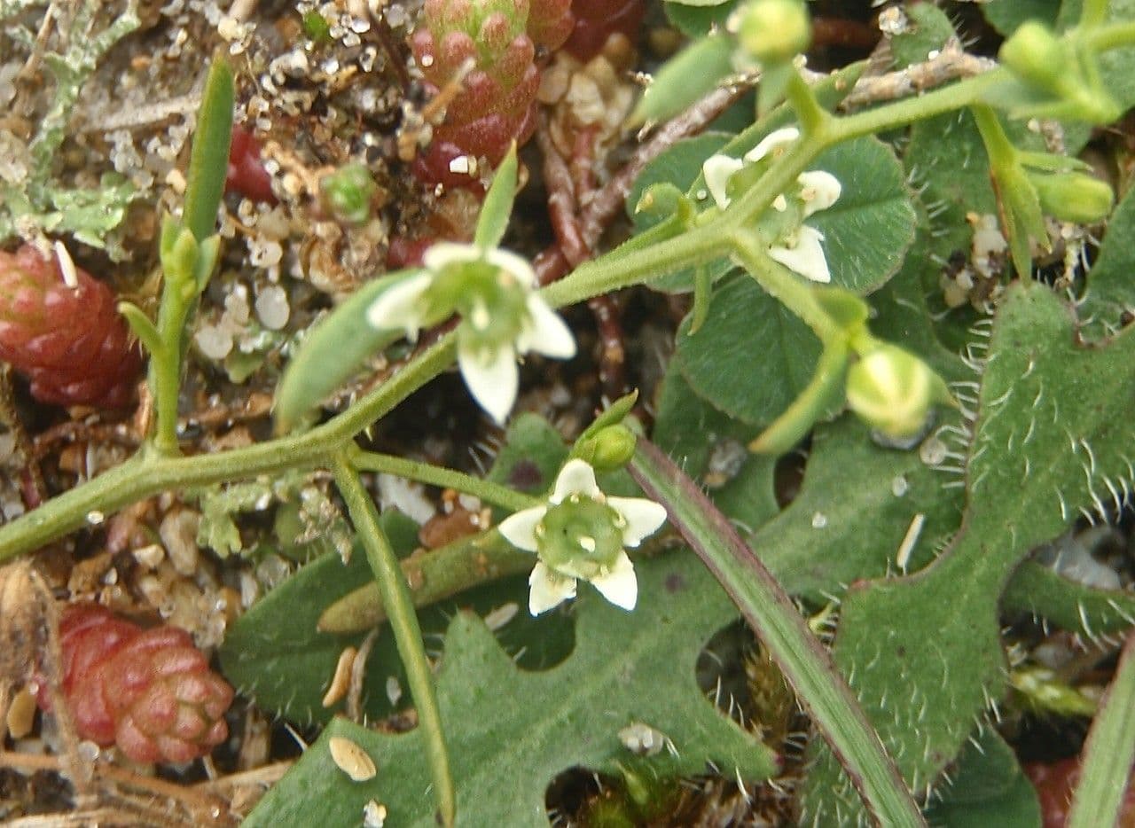 Bastard toadflax 7