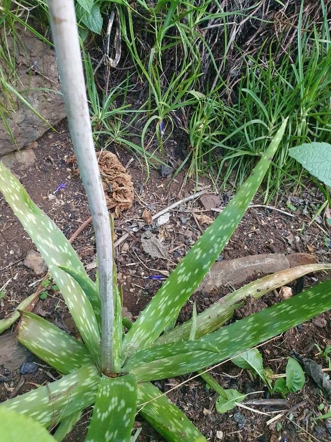 Aloe 19