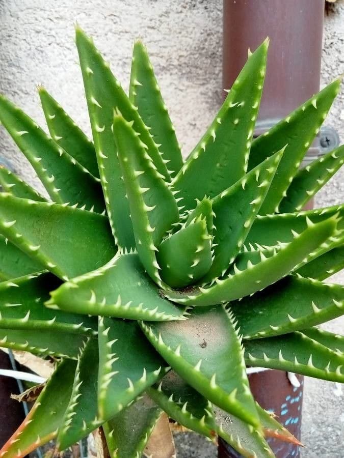 Kurzblättrige Aloe 14