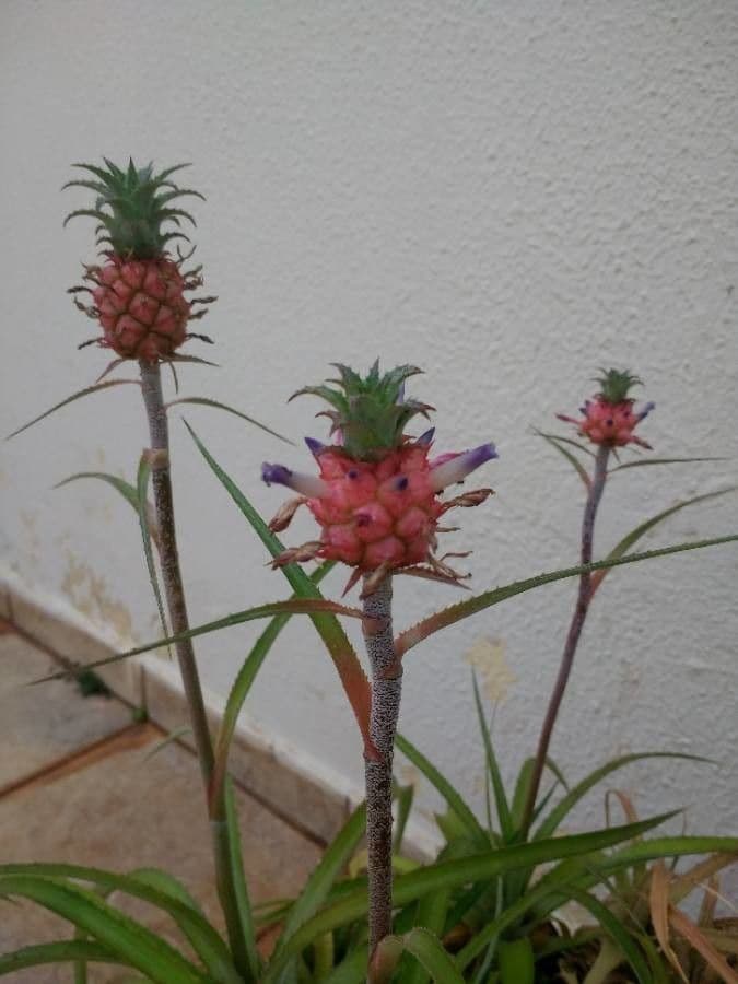 Ananas 21