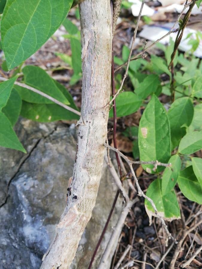Fisostigma 2