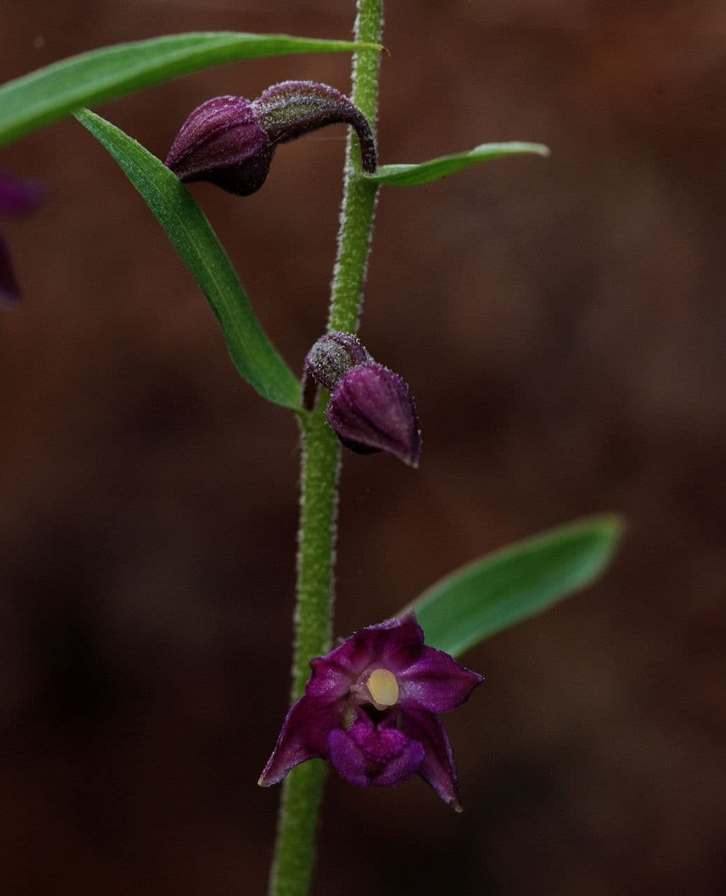 Elleborine violacea 23